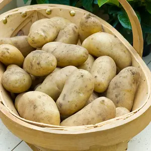 Grow Your Own Vegetables - Potato Jazzy 4kg