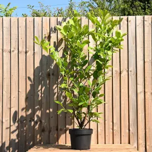 Cherry Laurel 1.25m Height Evergreen Instant Hedge Pack of 14