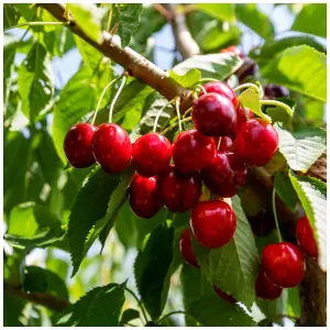 Dwarf Patio 'Lapins' Cherry Tree, Self-Fertile & Ready to Fruit, Heavy Cropper