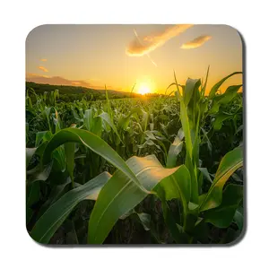 Young green corn growing on the field at sunset (Coaster) (Coaster) / Default Title