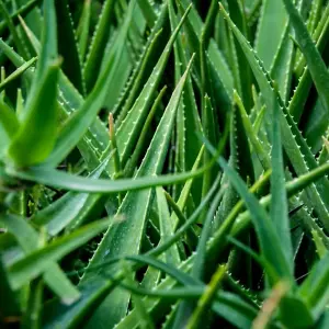 Aloe Vera Plant - Large Plant Around 30-40cm - Includes Mint Pot