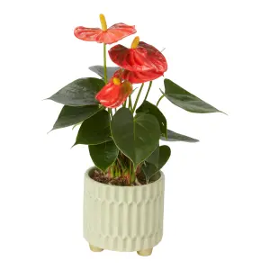 Verve Anthurium mix in Assorted cream or green Ceramic Decorative pot 9cm