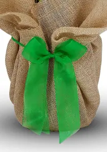 Happy 70th Birthday Rose Bush Gift Wrapped- Plant Gift Perfect for Gardeners