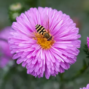 Patricia Ballard Michaelmas Daisy Perennials Flowering Plants Novi-Belgii 2L Pot