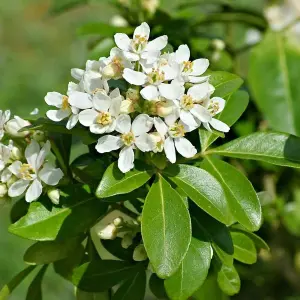 Choisya Ternata in 9cm Pot - Mexican Orange Blossom - Aromatic Evergreen Shrub