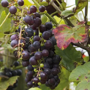 Grow Your Own Fruit  Vitis Grape Boskoop Glory 2.5 Litre Pot x 2