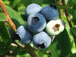 3 'Goldtraube' Blueberry Plant / Vaccinium cor. 'Goldtraube' 25cm In 9cm Pot 3FATPIGS