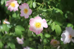 3ft Dog Rose (Rosa Canina) Field Grown Bare Root Hedging Plants Tree Whip Sapling - Pack of 10