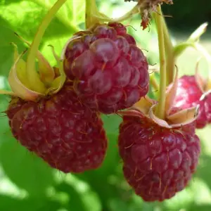 Raspberry (Rubus idaeus) Joan J 6 Canes