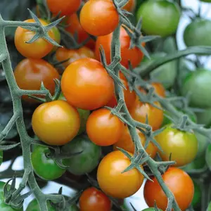 Tomato Sweetest Duo 2 Seed Packets