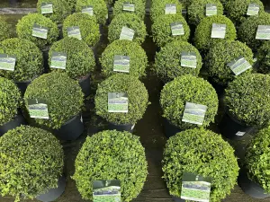 2x Buxus Sempervirens Balls Extra Large Plants 30cm+ Round 7.5L Pot