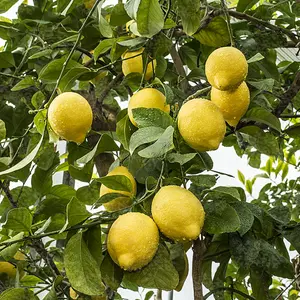 Citrus Lemon in Ceramic Pot: Elegant Home-Grown Citrus (20-30cm, 9cm Pot)