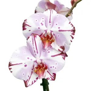 GoodHome Single Stem Moth orchid in Assorted Ceramic Decorative pot 12cm