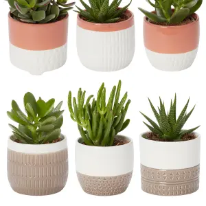 Verve Succulent in Assorted white, dark grey, terracotta or pale grey Ceramic Decorative pot 9cm