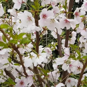 Prunus Royal Flame Tree - Stunning Flowers and Autumn Foliage, Hardy (5-6ft)