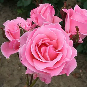 Rose 'Queen Elizabeth' bare root (pink)