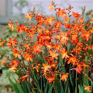 Crocosmia Carmine Brilliant - Brilliant Orange Blooms, Sun, Moderate Height (30-40cm Height Including Pot)