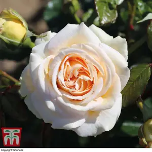 Rose (Rosa) (Hybrid Tea) Home Florist Timeless Collection 4 Bare Roots