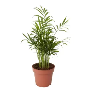 Verve Palm in Terracotta Plastic Grow pot 12cm