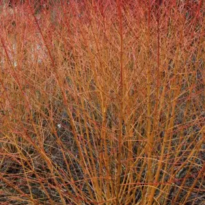 Cornus Midwinter Fire Garden Shrub - Striking Winter Bark, Compact Size, Attracts Pollinators (20-30cm Height Including Pot)