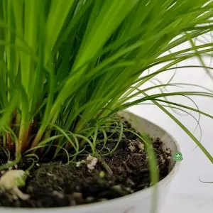 1 x Cat Grass Zumula Living Plant in 13cm Pot - Growing Plant NOT SEED