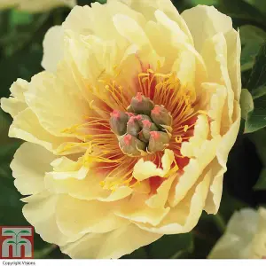 Peony  ITOH Garden Treasure 1 Bare Root Plant