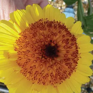 Calendula Double Crested Crown Yellow 1 Packet (100 Seeds)