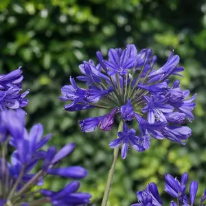 Agapanthus Brilliant Blue 3 Litre Potted Plant x 1