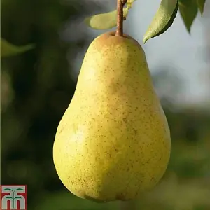 Pear (Pyrus) Williams Bon Chretien (Quince A) 1 BR Tree