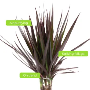 Dracaena Marginata - Stylish and Air-Purifying Indoor Plant for Interior Spaces (90-100cm Height Including Pot)