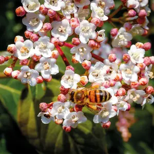 Hardy Shrub - Viburnum Tinus - 3.6 Litre Potted Plant x 1