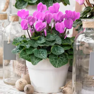 Cyclamen 'Pink' - Delicate Beauty for Indoor Spaces, Bright Blooms, Compact Size (12cm)