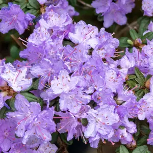 Rhododendron Ramapo (15-25cm Height Including Pot) Garden Plant - Compact Shrub, Blue-Purple Blooms