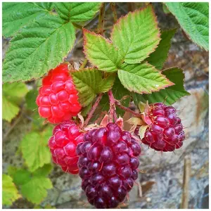 1 Loganberry, Rubus x loganobaccus, Sweet and Large Fruit, 30-40cm Tall 3FATPIGS