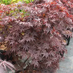 Acer Black Lace - Deeply Cut Purple Foliage, Outdoor Plant, Ideal for Gardens, Compact Size (50-70cm Height Including Pot)