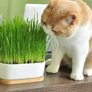 2 x Cat Grass Hordeum Living Plants in 12cm Pots - Growing Plants NOT SEED