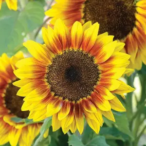 Sunflower Solar Flash F1 Hybrid 1 Seed Packet (10 Seeds)