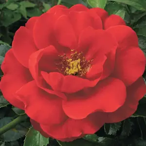 Flower Carpet Scarlet Rose Bush Red Flowering Roses Rounded Rose 4L Pot