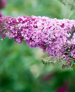 Buddleja davidii Butterfly Candy Little Pink -9cm pot