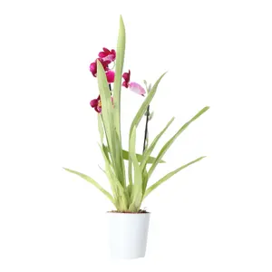 Verve Miltonia in Terracotta Plastic Grow pot 9cm