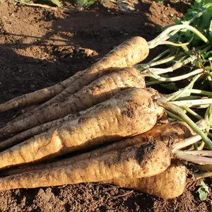 Parsnip Panorama F1 1 Seed Packet