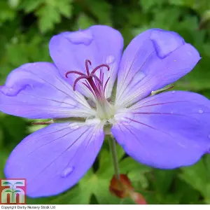 Geranium (Hardy) Rozanne 3 Bare Roots