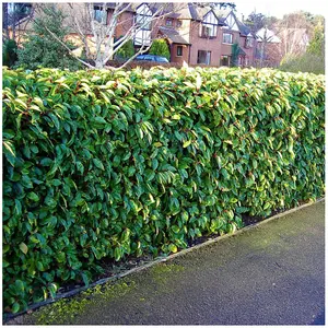 60 Portugal / Portuguese Laurel Hedging Prunus Lusitanica 25-30cm, Evergreen Hedging Plants 3FATPIGS