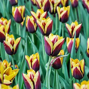 Tulip Gavota, Pack of 18 Bulbs, Early Spring Flowering Bulbs