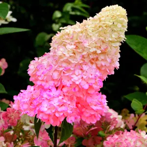 Hydrangea Sundae Fraise Garden Shrub - Dual-Tone Hot Pink and White Flowers (15-30cm Height Including Pot)