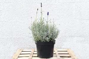 Lavender Hidcote 3 Litre Potted Plant x 1