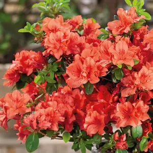 Azalea Geisha Orange - Evergreen Shrub, Exquisite Orange Blooms (20-30cm Height Including Pot)