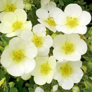 Potentilla Primrose Beauty Garden Plant - White and Yellow Blooms, Compact Size (10-30cm Height Including Pot)