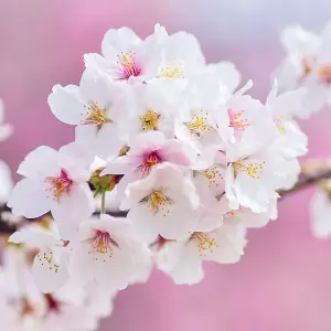 Flowering Cherry Blossom Tree Ornamental Prunus x Yedoensis Bare Root 1.2m