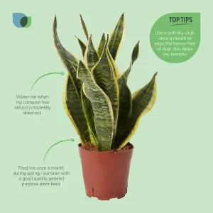 Verve Snake plant in Terracotta Plastic Grow pot 14cm